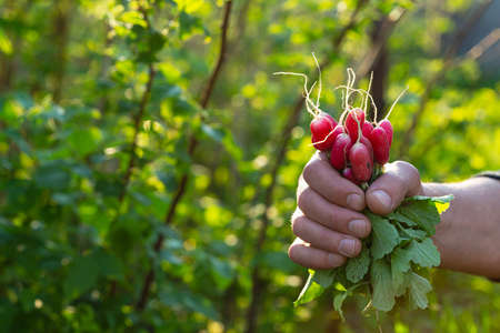 Farmers hand with freshly harvested vegetables, spring radishの写真素材