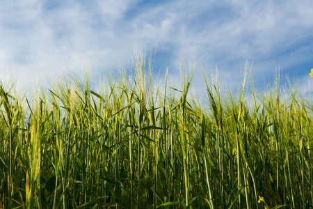 Juicy fresh ears of green rye in summer blue skyの写真素材
