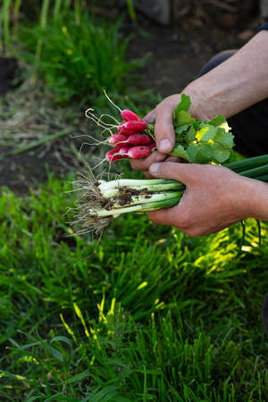 Organic produce in menâs hands against garden backgroundの写真素材