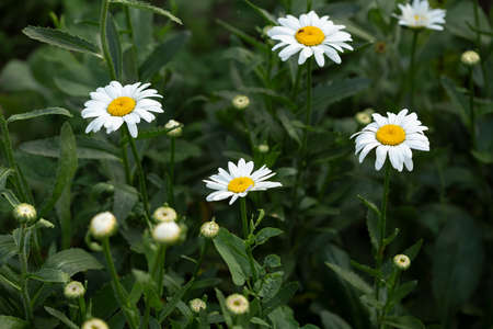 Chamomile blossom on green garden backgroundの写真素材