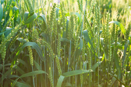 Green organic wheat in the nature
