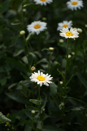 Chamomile flowers in the gardenの写真素材