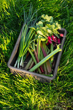 Spring produce in black box on green garden grassの写真素材