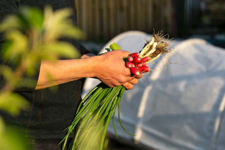 Radish and chives against small greenhouseの写真素材