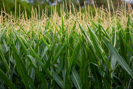 Summer landscape with green corn plantsの写真素材