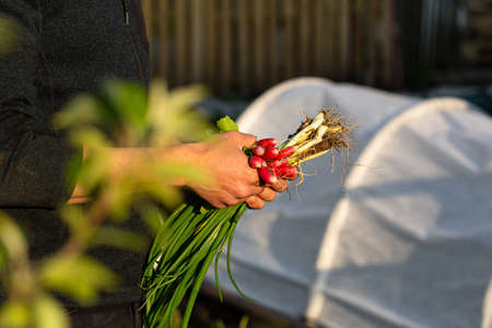 Organic spring radish and chives in hands, against small greenhouseの写真素材