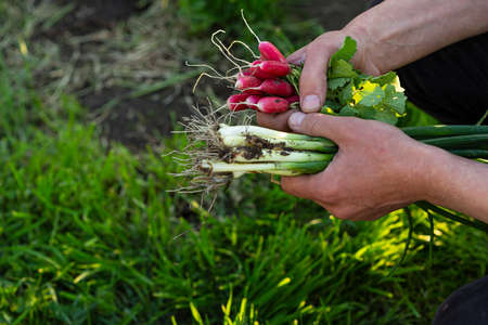 Organic spring radish and chives in hands, outdoorの写真素材