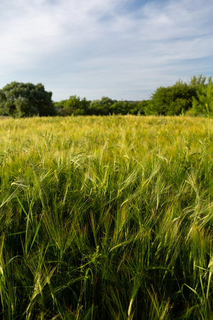 The rye green growing in the field and blue sky, growth foodの写真素材