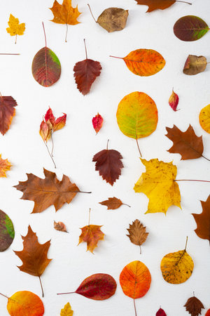 Autumn composition. Frame made of autumn leaves on a white background. Flat lay, top viewの写真素材