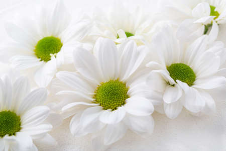 Close up of white flowers daisy on white surfaceの写真素材