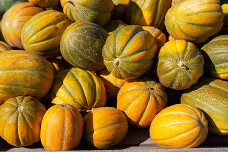 Close up of ripe yellow melon on direct sunlightの写真素材