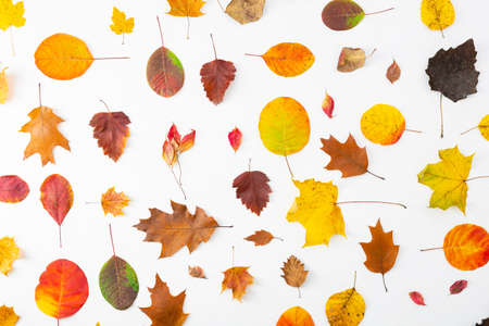 Overhead view of different autumn leaves on white surfaceの写真素材