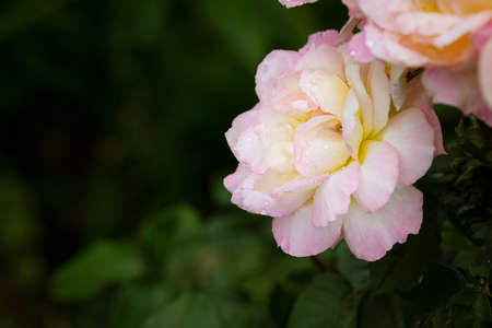 Beautiful roses on dark green background outdoorの写真素材