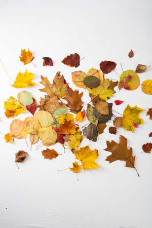 Overhead view of different autumn leaves on white surface maple oakの写真素材