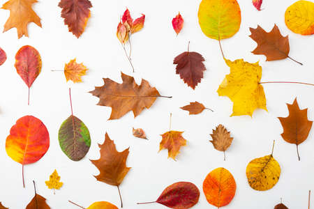 Yellow and red autumn leaves concept compositionの写真素材