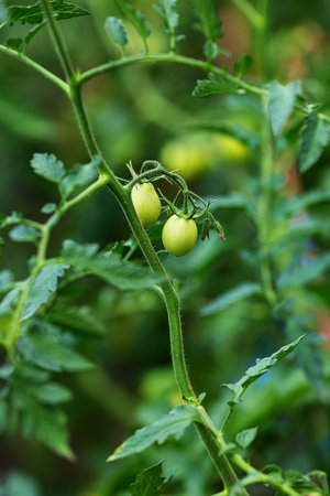 Small green tomato in garden local food conceptの写真素材