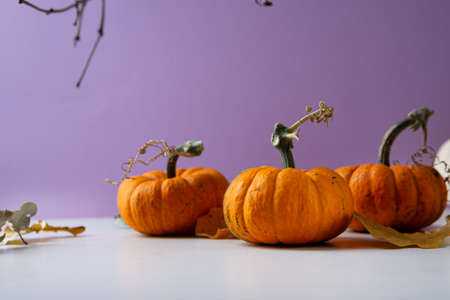 Autumn still life with orange pumpkin, Halloween conceptの写真素材
