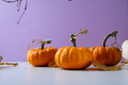 Three orange pumpkins on purple background autumn copy spaceの写真素材