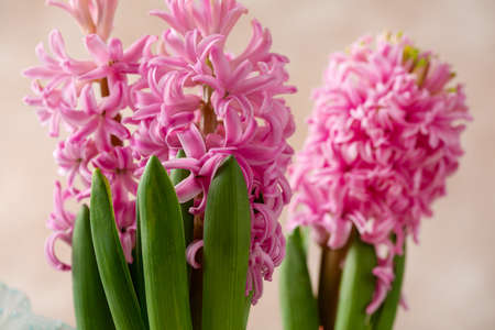 Pink spring hyacinths flowers close up