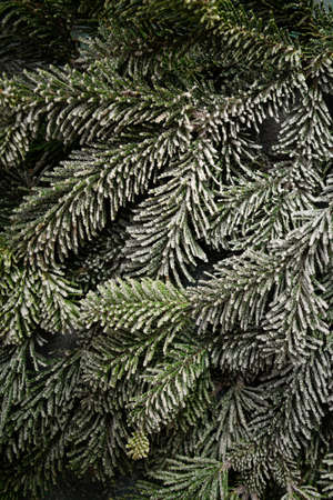 Overhead view of green Christmas tree branch and snow, holiday conceptの写真素材