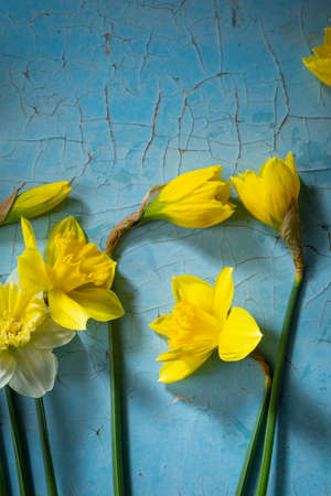 Overhead view of yellow spring flowers on blue surfaceの写真素材