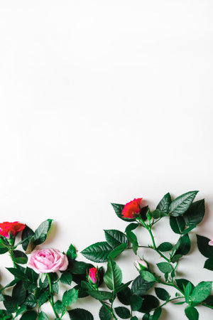 Overhead view of small garden roses on light surfaceの写真素材