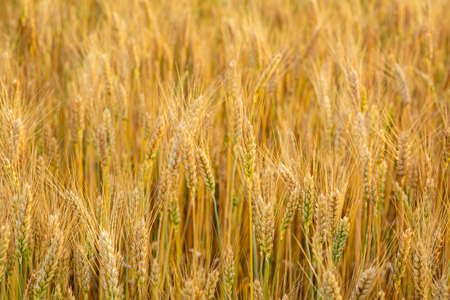 Landscape with golden grain stem, harvest conceptの写真素材