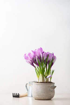 Spring violet blooming flowers in pot on light backgroundの写真素材
