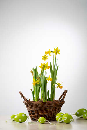 Spring daffodils flowers in basket narcissus Easter conceptの写真素材
