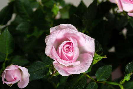 Pink garden rose on dark green backgroundの写真素材