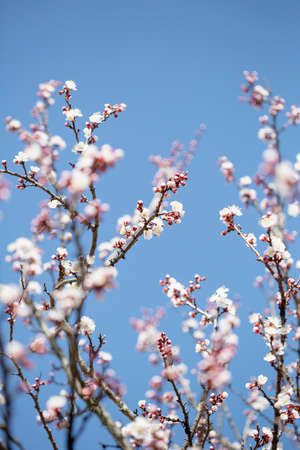 Spring concept blooming branches garden and blue sky