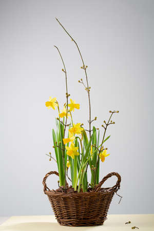 Spring flowers in pot yellow daffodils and branchesの写真素材