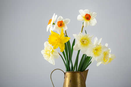 Set of spring narcissus flowers in potの写真素材