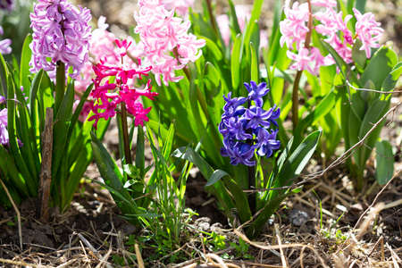 Blooming flowers hyacinth  outdoor springの写真素材