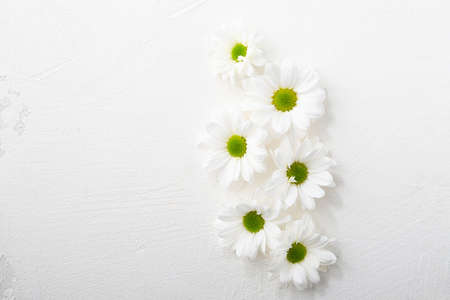 Overhead view of white daisy flowers on white surface flat layの写真素材