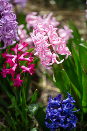 Close up of blooming spring flowers in natureの写真素材