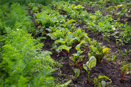 Organic beetroot and carrot plants outdoor farmlandの写真素材