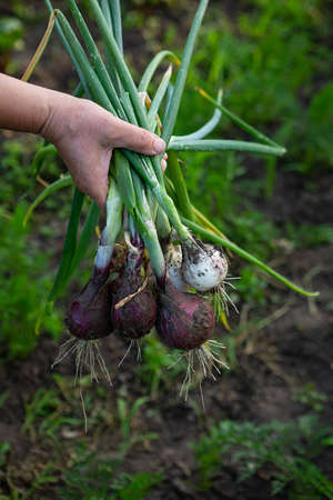 Harvest of onion bulb in hands outdoor