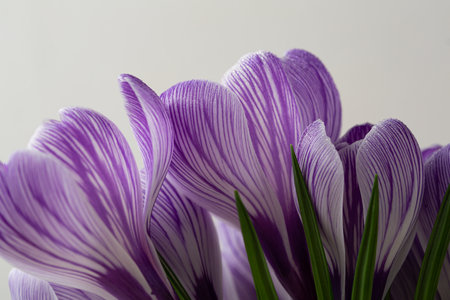 Close up of purple saffron flowers springの写真素材