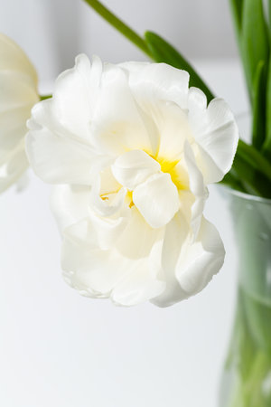 Light tulip close up spring flowers in vaseの写真素材