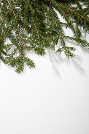 Light Christmas background with green spruce