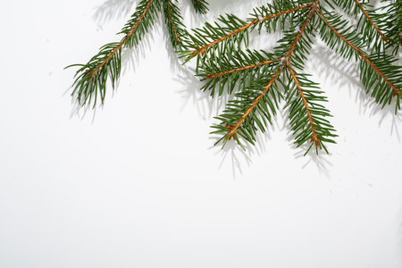 Light Christmas background with green spruce copy spaceの写真素材