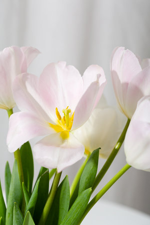 Light pink tulip spring flowers in vaseの写真素材