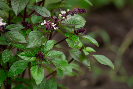 Close up of green  basil leaves plant in garden homegrown foodの写真素材