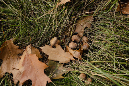 oak leaves and acorns  on the grass nature autumn backgroundの写真素材
