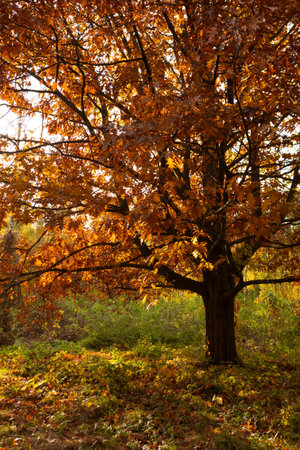 Autumn oak tree with dry brown leaves nature landscapeの写真素材