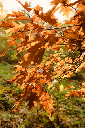 Close up of Autumn oak  dry brown leaves natureの写真素材
