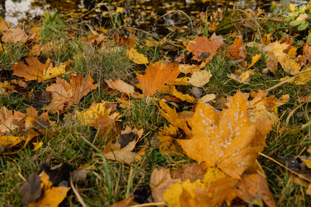 yellow autumn leaves outdoor in grassの写真素材