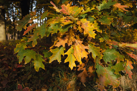 First yellow oak leaves close up on tree natureの写真素材