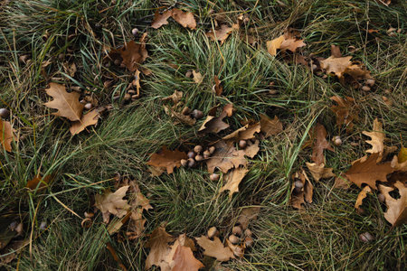 oak leaves and acorns fallen on the grass nature backgroundの写真素材